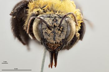 Media type: image;   Entomology 810836 Aspect: head frontal view